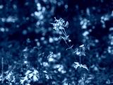 preview cold