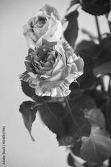 preview bw