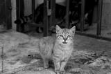 preview bw