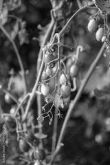preview bw