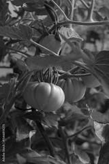 preview bw