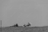 preview bw