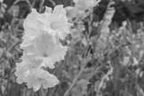 preview bw