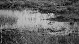 preview bw
