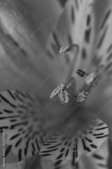 preview bw
