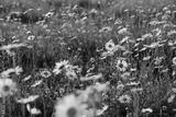 preview bw