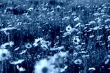 preview cold