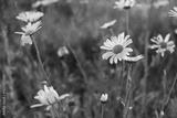 preview bw