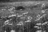preview bw