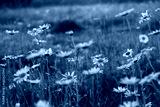 preview cold
