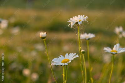 image to crop