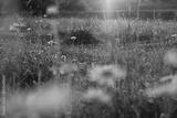 preview bw