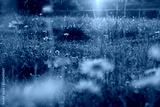 preview cold
