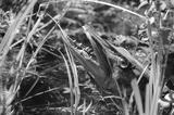 preview bw