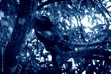 preview cold