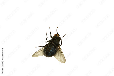 image to crop