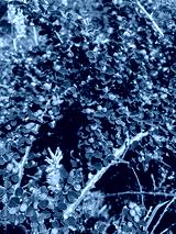 preview cold