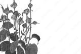 preview bw