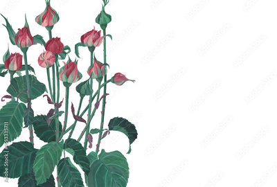 image to crop