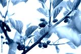 preview cold