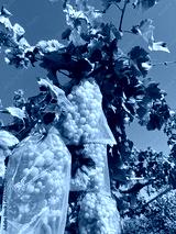 preview cold