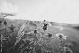 preview bw