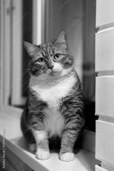 preview bw
