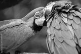 preview bw