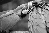 preview bw