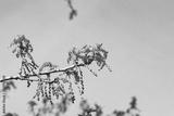 preview bw