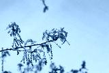 preview cold