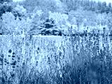 preview cold