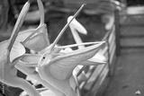 preview bw