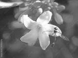 preview bw