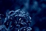 preview cold