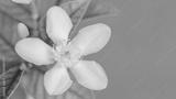 preview bw