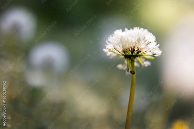 image to crop