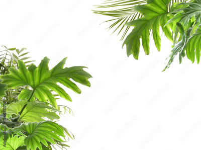 image to crop