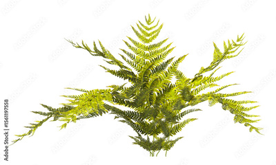 image to crop