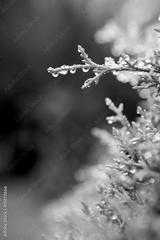 preview bw