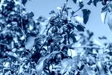 preview cold