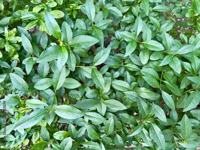 image to crop