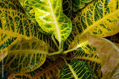 image to crop
