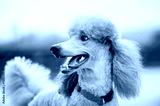 preview cold
