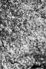 preview bw