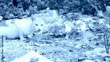 preview cold
