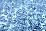 preview cold