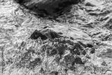 preview bw