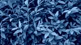 preview cold