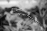 preview bw